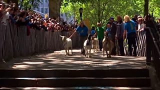 The goats arrive at the park greeted by crowds of fans