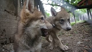 Детеныши волков присоединились к стае