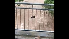 Помогать братьям меньшим