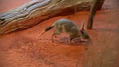 Bringing back the bilby - a century extinct in New South Wales