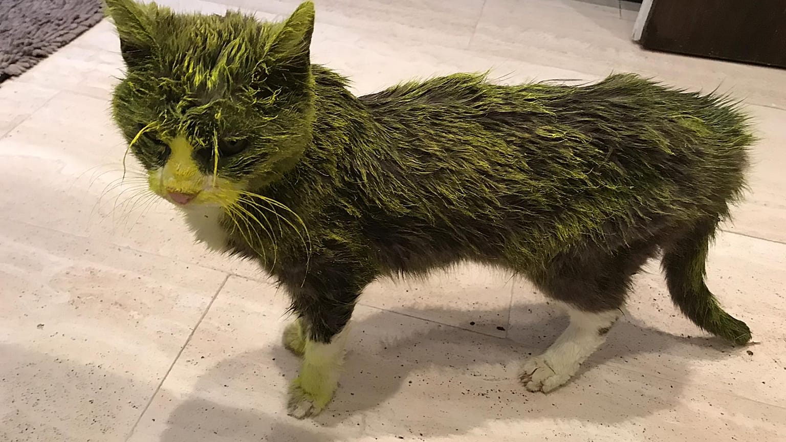 Katze Miggeli nach Farbattacke gestorben: Post wird 12.000 Mal geteilt