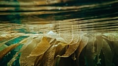Algae in cosmetics: fab or fad?  