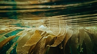 Algae in cosmetics: fab or fad?  