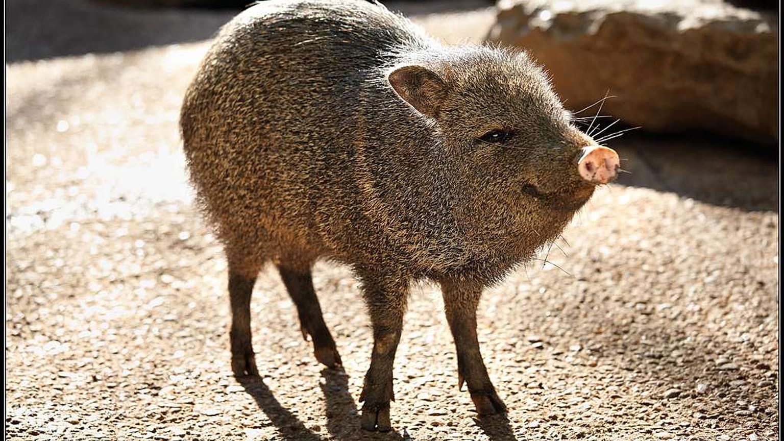 Ritka Chaco-pekarik születtek a prágai állatkertben