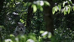 USA: Kommt der Grauwolf auf die Abschussliste?