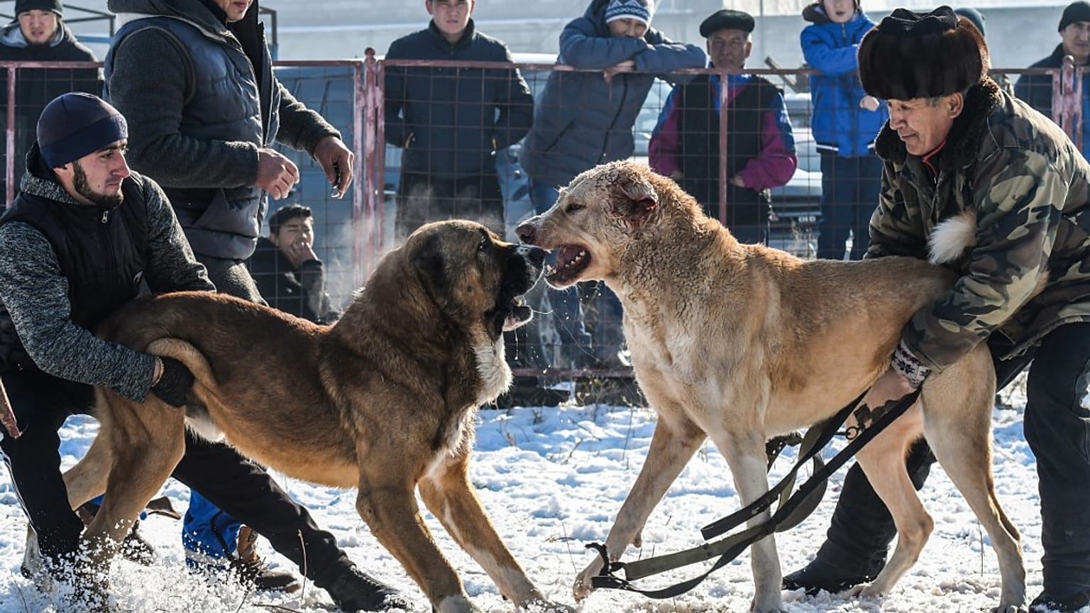 Facebook'a köpek dövüştürenlere platform sunma suçlaması