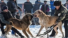 Facebook'a köpek dövüştürenlere platform sunma suçlaması