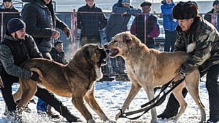Facebook'a köpek dövüştürenlere platform sunma suçlaması