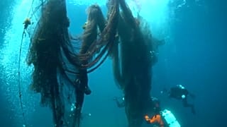 The nets posed a risk to local marine life