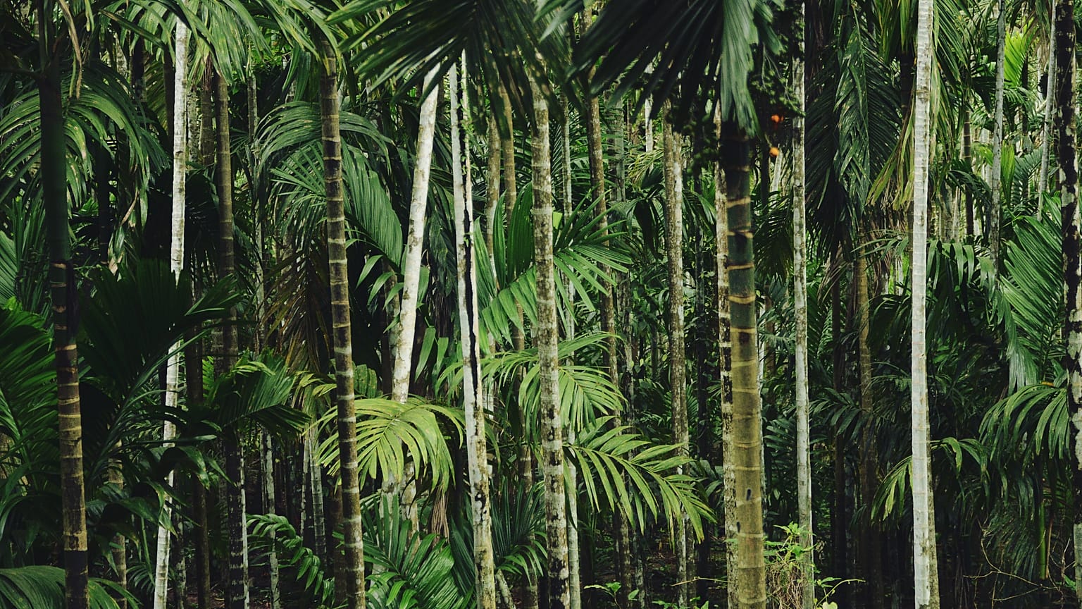 Palm tree forest 