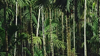 Palm tree forest