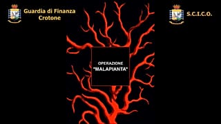 "Malapianta" estirpata in Calabria