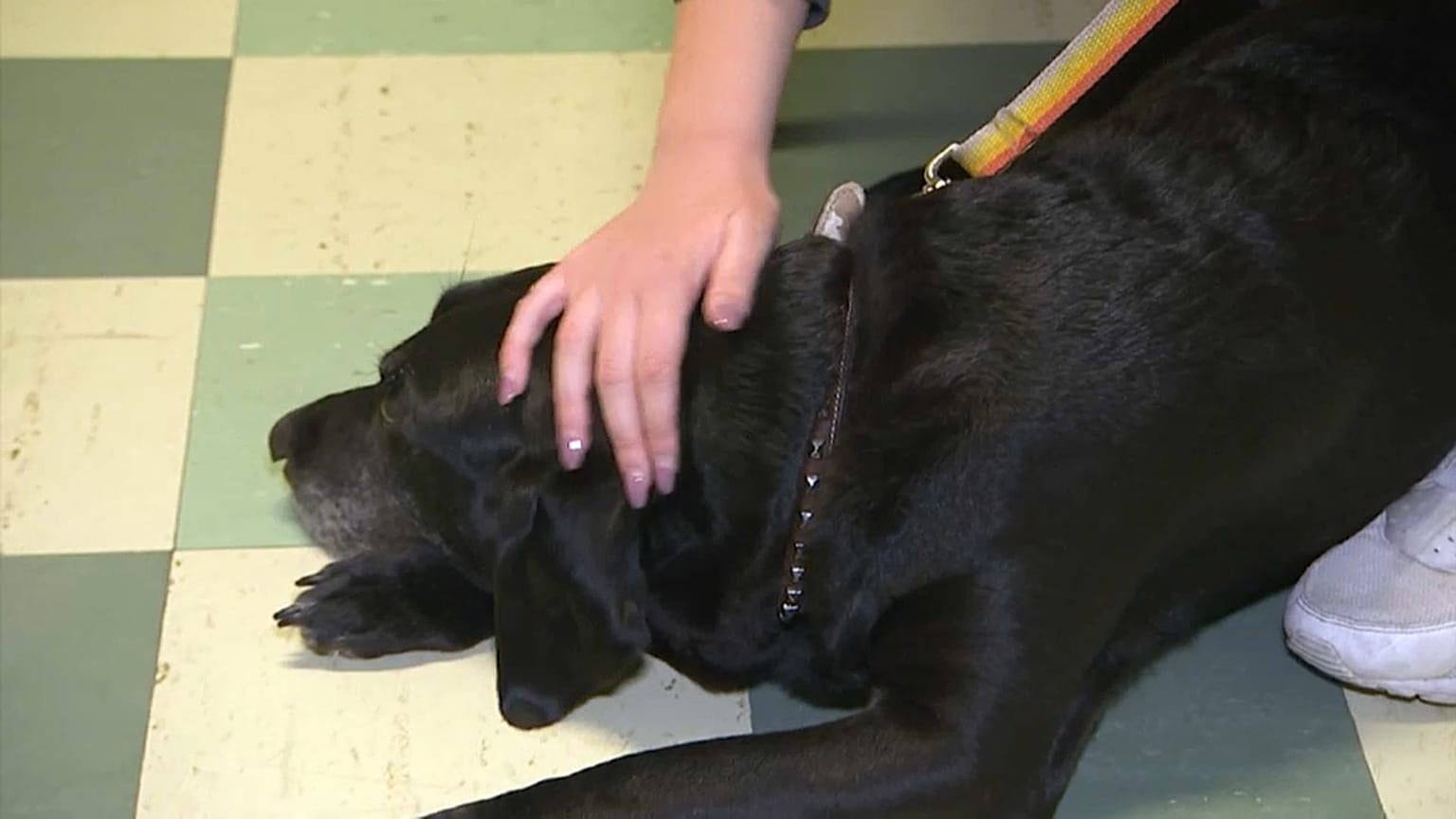 Hunde helfen SchülerInnen mit Prüfungsangst 