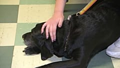 Hunde helfen SchülerInnen mit Prüfungsangst 