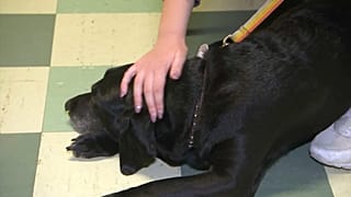 Hunde helfen SchülerInnen mit Prüfungsangst 
