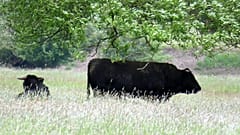 The feral cows had become incestuous due to lack of veterinary care.