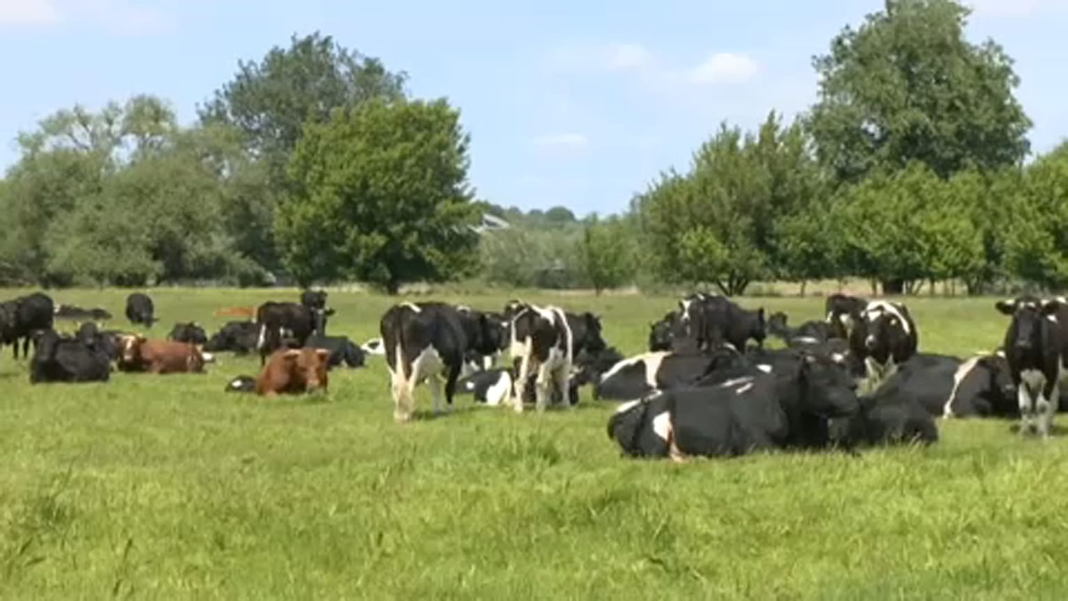 Marhák sorsa hozta lázba a lengyel társadalmat 