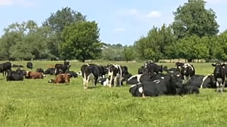 Marhák sorsa hozta lázba a lengyel társadalmat 