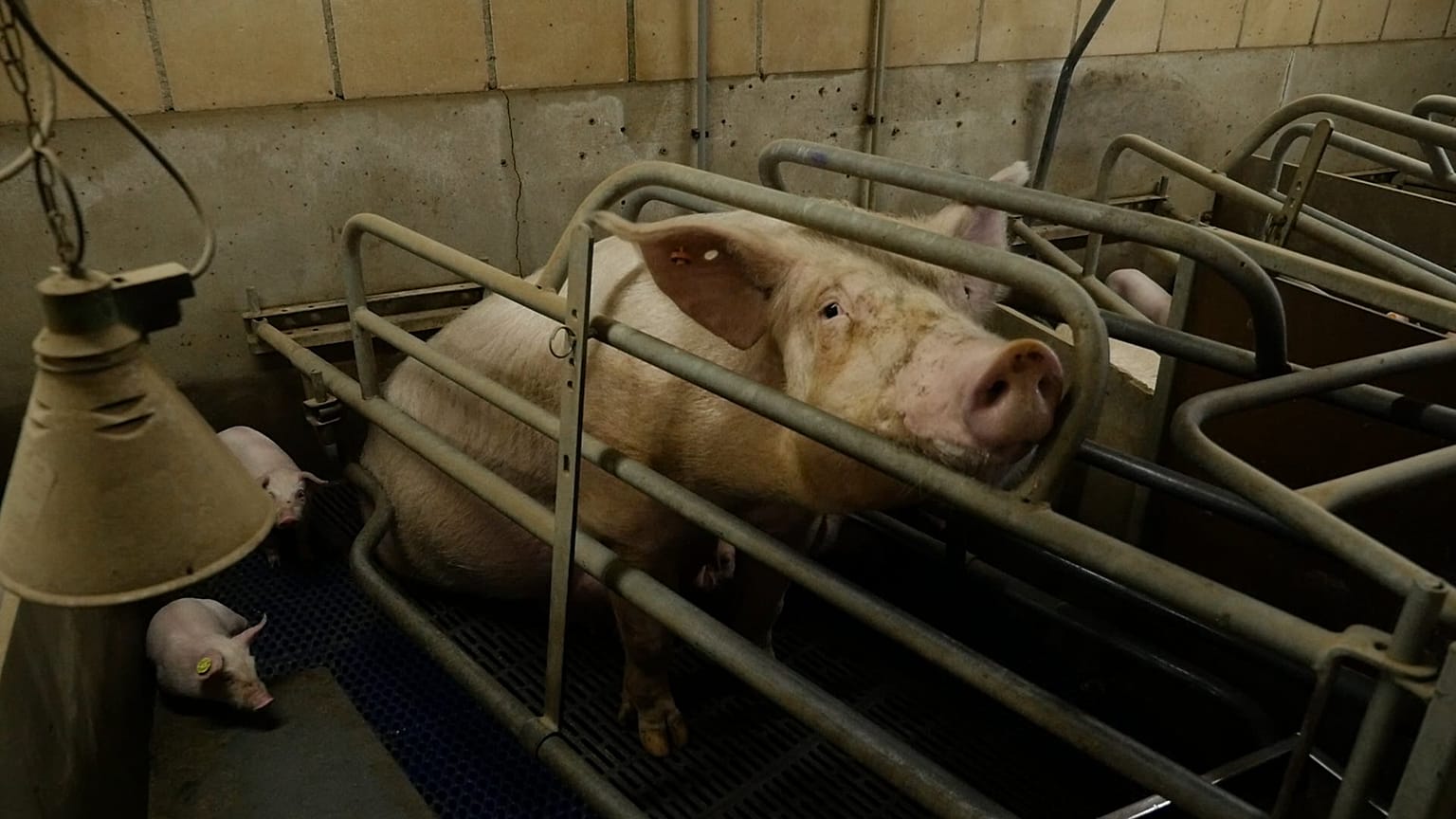 Campaigners collect a million signatures in bid to end battery farming