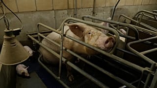 Campaigners collect a million signatures in bid to end battery farming
