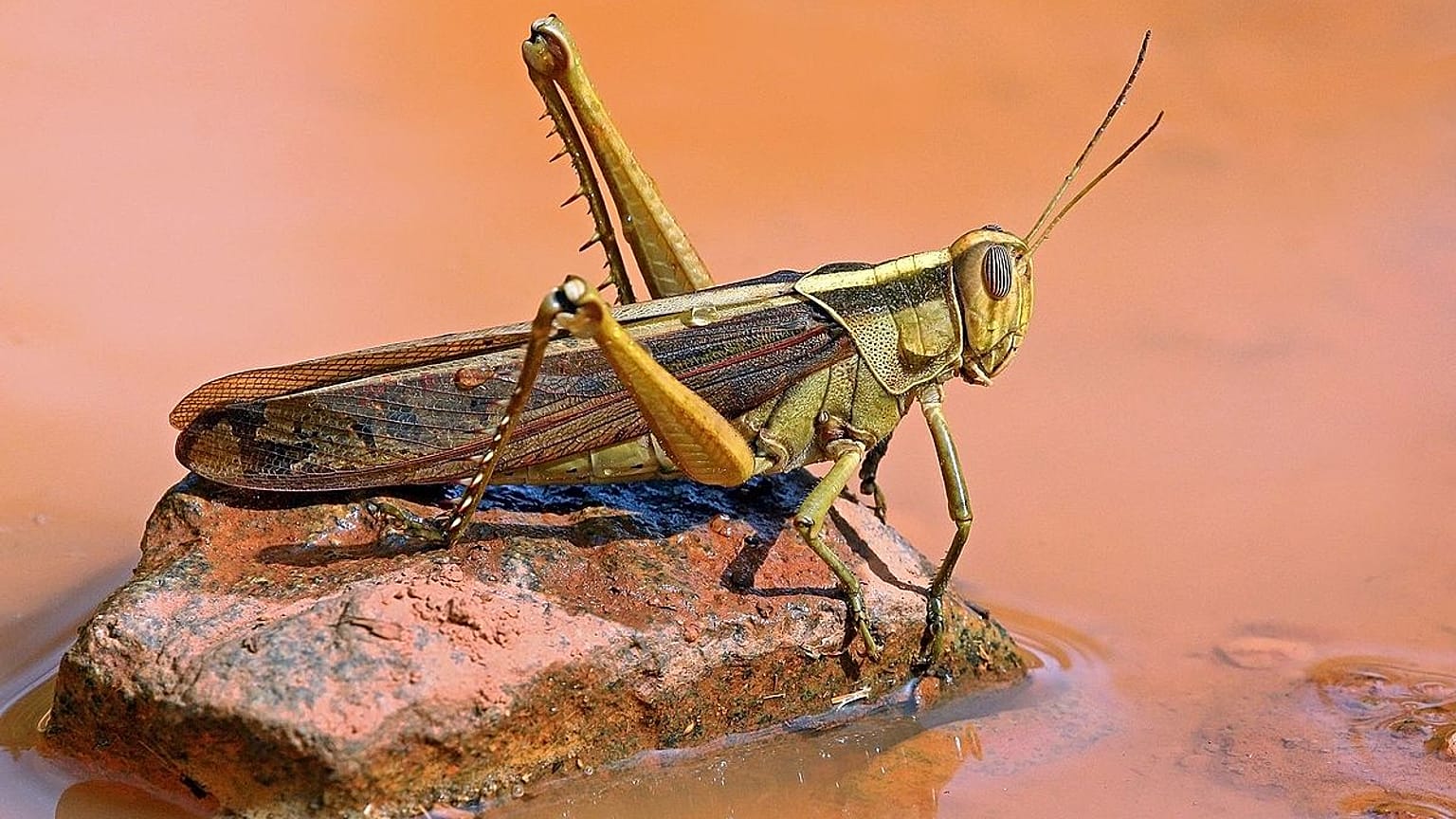 صورة شارل شابل وكيبيديا