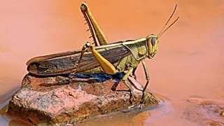 صورة شارل شابل وكيبيديا