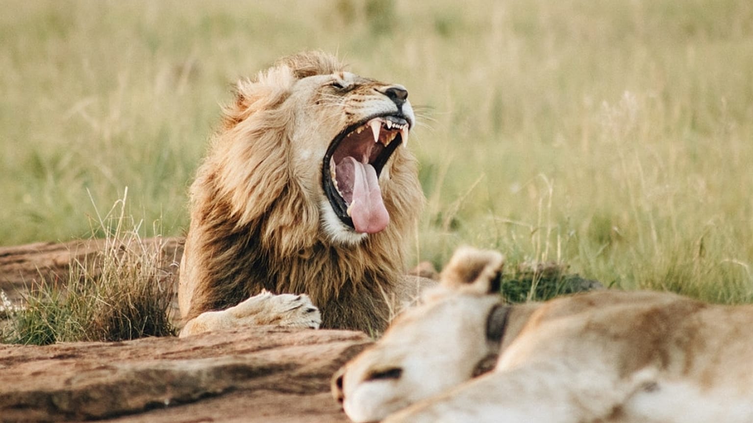 Best wildlife experiences of June