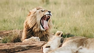 Best wildlife experiences of June
