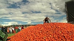 The tomatoes used are leftovers and not fit for human consumption