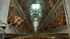 Initiative gegen Käfighaltung von Nutztieren