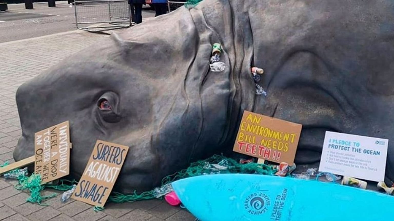 'Sea creature' washes up outside Parliament on World Environment Day
