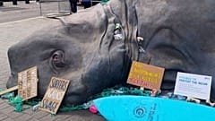 'Sea creature' washes up outside Parliament on World Environment Day