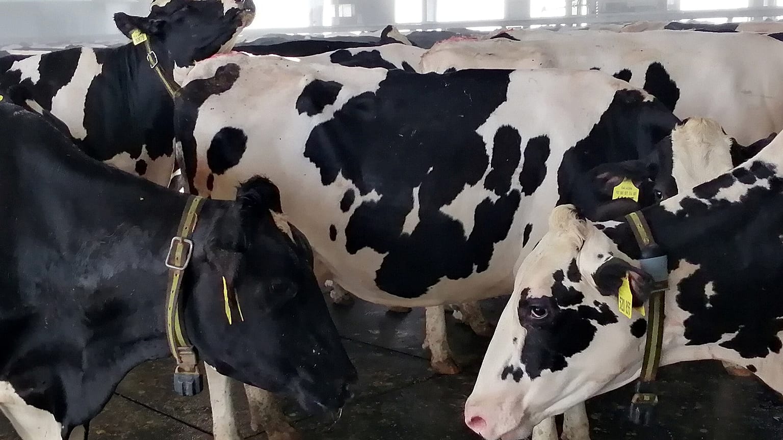 How animal health is the forgotten factor in producing affordable, safe food for Europe ǀ View