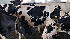 How animal health is the forgotten factor in producing affordable, safe food for Europe ǀ View