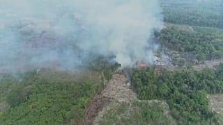 The grandads fighting back against deforestation