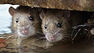 Egy hely, ahonnan teljesen eltüntették a patkányokat
