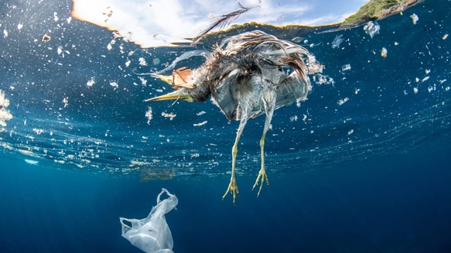 Dead bird and plastic bag floating in the ocean.