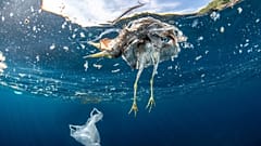 Dead bird and plastic bag floating in the ocean.