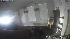 "Hände hoch!" Reh-Alarm in Lufkin, Texas (Video)