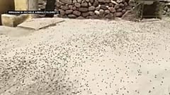 Il nuorese invaso dalle cavallette