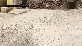 Il nuorese invaso dalle cavallette