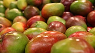 Mango-Überschuss: Preisverfall aus Angst vor dem Verfaulen der Früchte