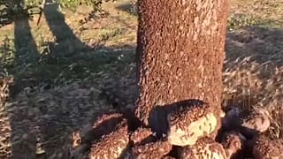 Нашествие саранчи на острове Сардиния
