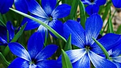 The botanists hiking mountains to prevent mass plant extinction