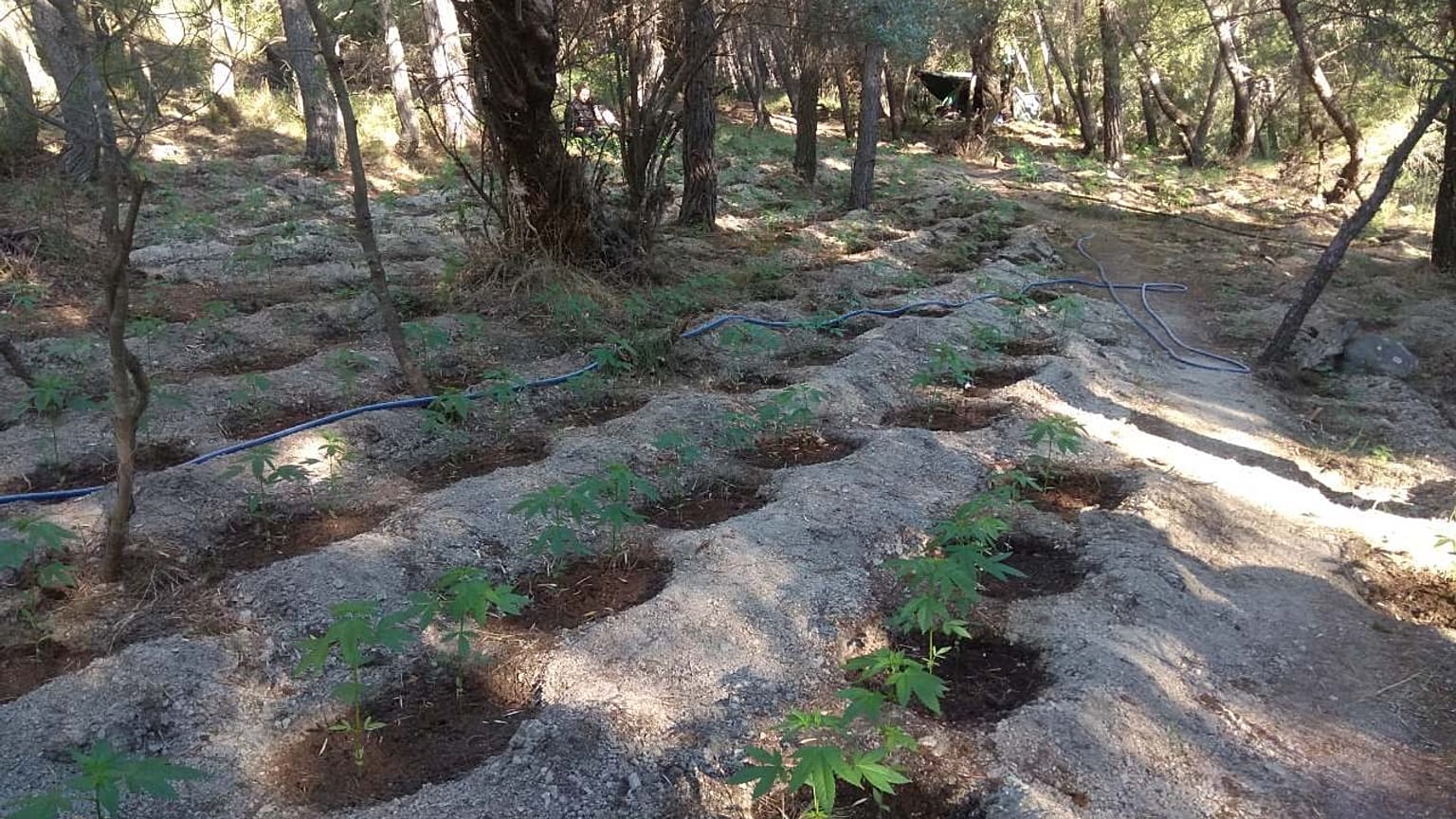 ΕΛΑΣ: Εξαρθρώθηκε κύκλωμα κάνναβης με έσοδα 6 εκατομμύρια