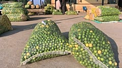 أكياس من الليمون في محافظة البحيرة في مصر