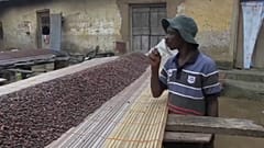 Cacao: Ghana e Costa d'Avorio bloccano la vendita per tutelare i coltivatori