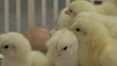 Allemagne : les industriels autorisés à éliminer les poussins mâles