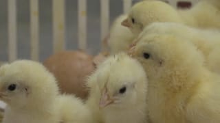 Allemagne : les industriels autorisés à éliminer les poussins mâles