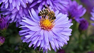 Auch in Osteuropa sterben die Bienen